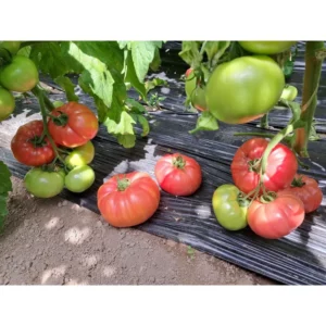 Домати ФЕНЕР F1 (FENER) - М