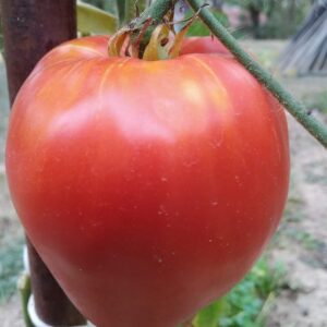 Домати Момино сърце / Momino Sartse