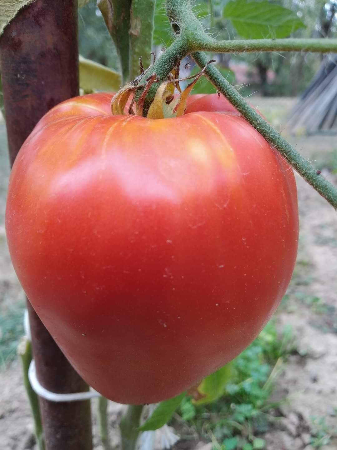 Домати Момино сърце / Momino Sartse