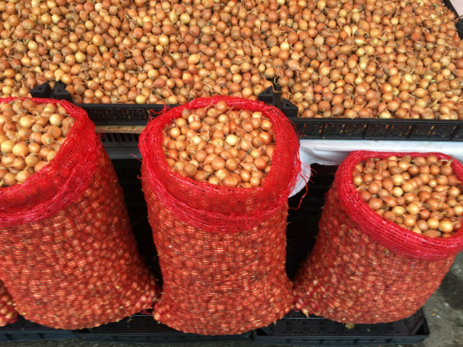 Арпаджик за лук Щутгартен ризен - 1 кг