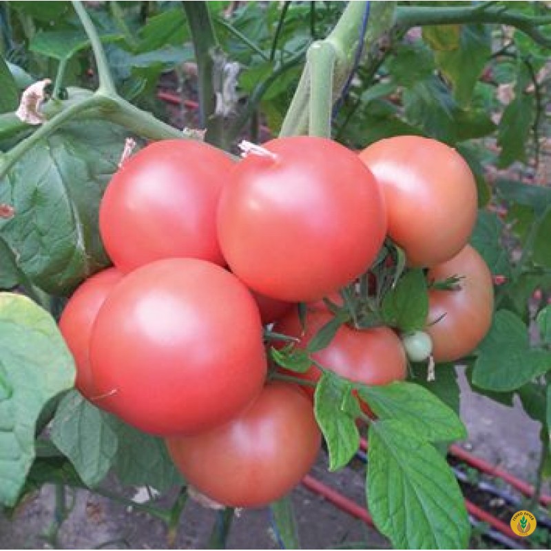 Домати Хепинет F1