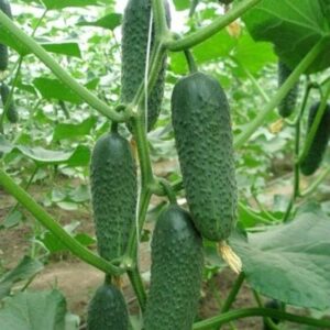 Корнишони Кибрия F1 ( Kybria F1 )