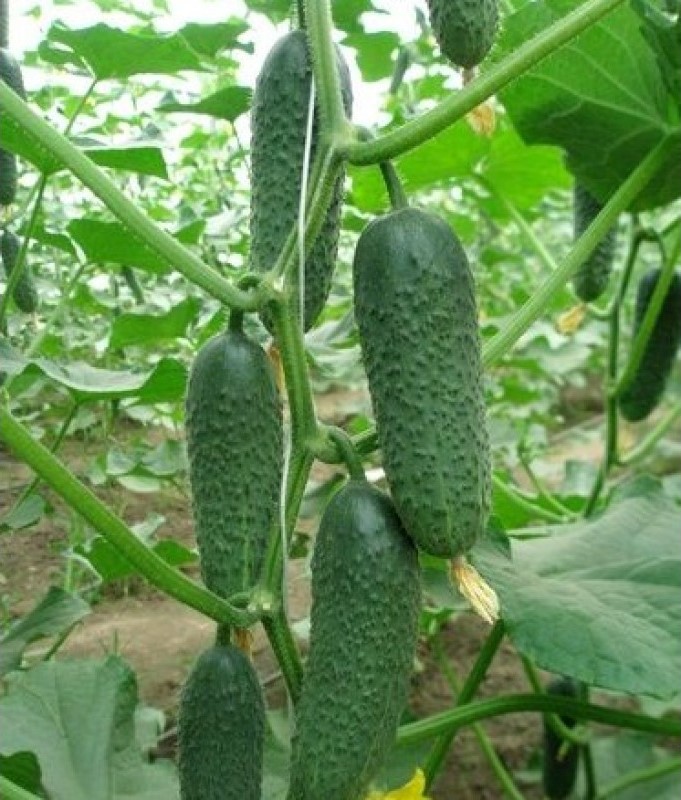 Корнишони Кибрия F1 ( Kybria F1 )