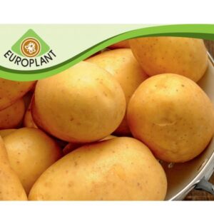 Семена за картофи Марабел / MARABEL.