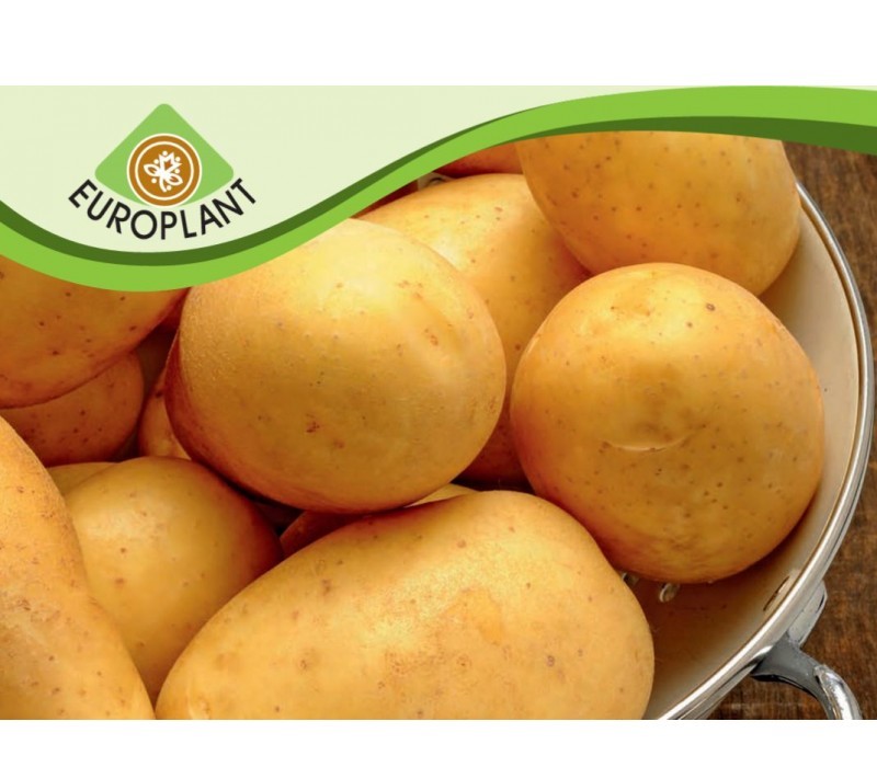 Семена за картофи Марабел / MARABEL.