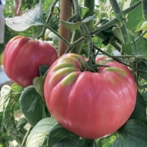 ДОМАТИ РОЗЕТАНО F1 / ROSETANO F1