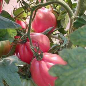 Хибридни Домати Мами Пинк F1.