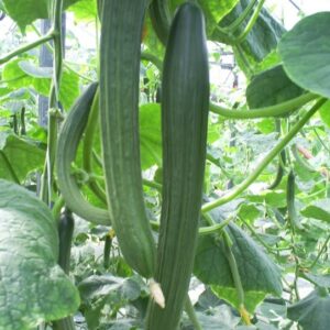 Краставици Трибуно F1