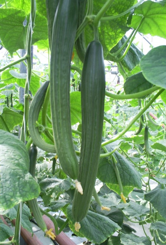 Краставици Трибуно F1