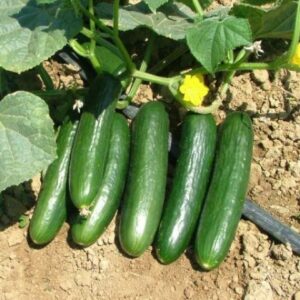 Краставици Ищар F1